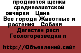 продаются щенки среднеазиатской овчарки › Цена ­ 30 000 - Все города Животные и растения » Собаки   . Дагестан респ.,Геологоразведка п.